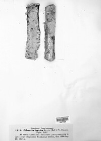 Hyphodontia barba-jovis image